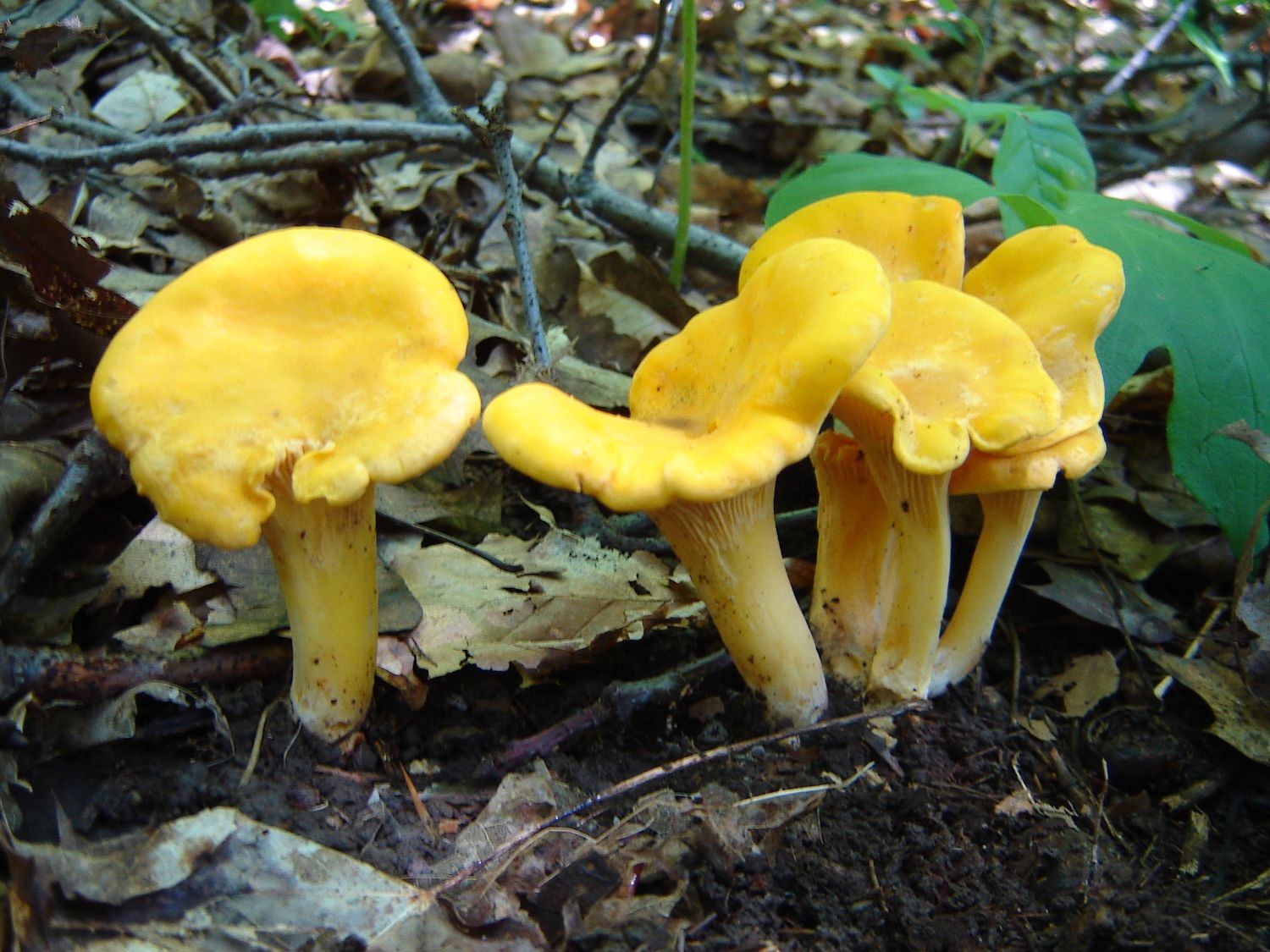  Golden chanterelles in the woods | Jeffrey Victory | Edible Western NY