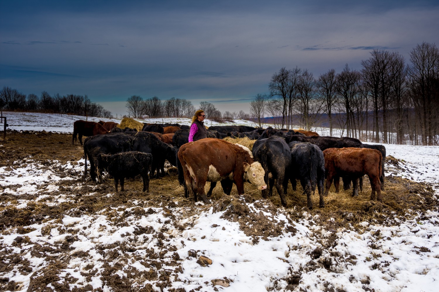 Herd of cattle at Parable Farm in Ripley, NY | Edible Western NY