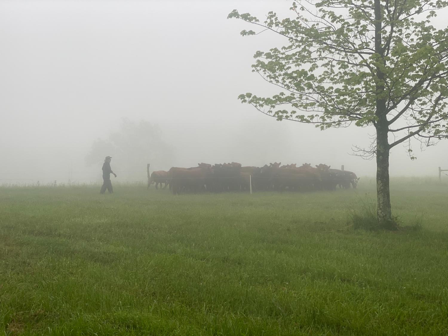 On the farm at the Heron in Sherman, NY