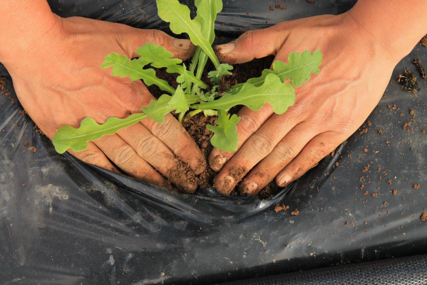 Transplanting seedlings into rows at Abers Acres in Kennedy, NY.