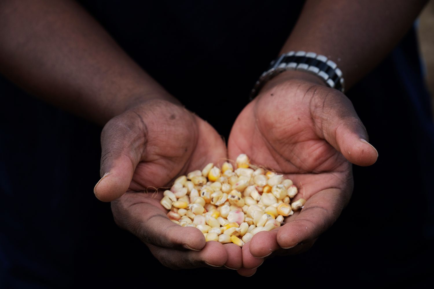 Tanzanian maize seeds at Providence Farm Collective