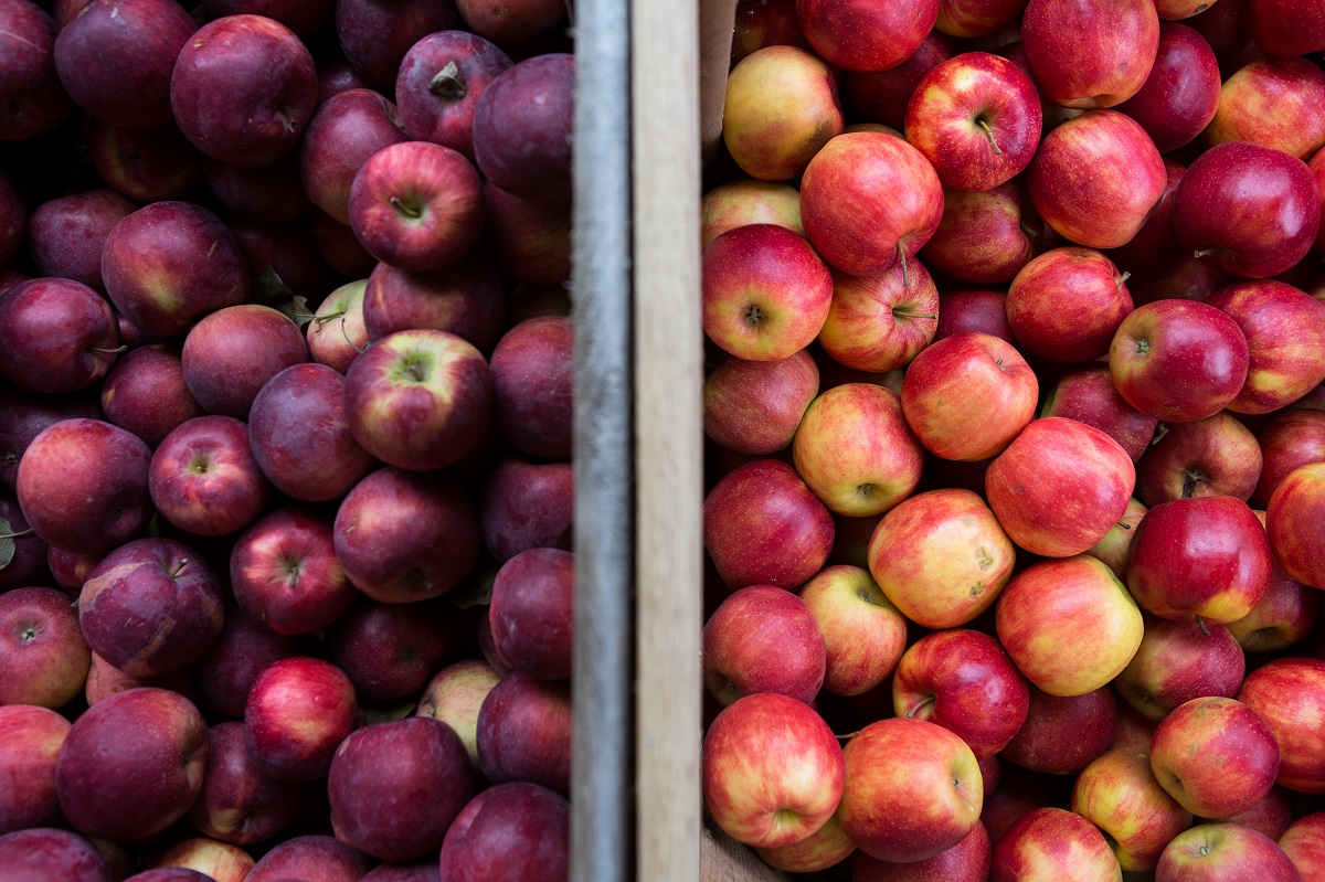 Apple varieties available at harvest in Western New York