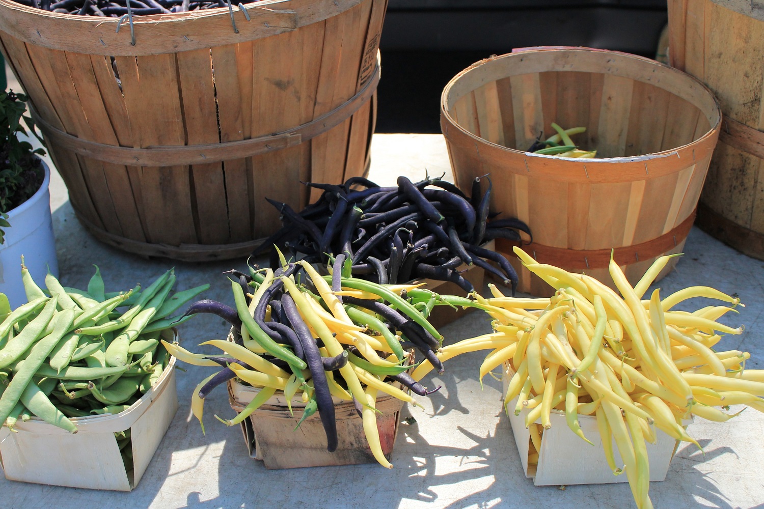 Colorful beans at a summer farmers market in Western NY