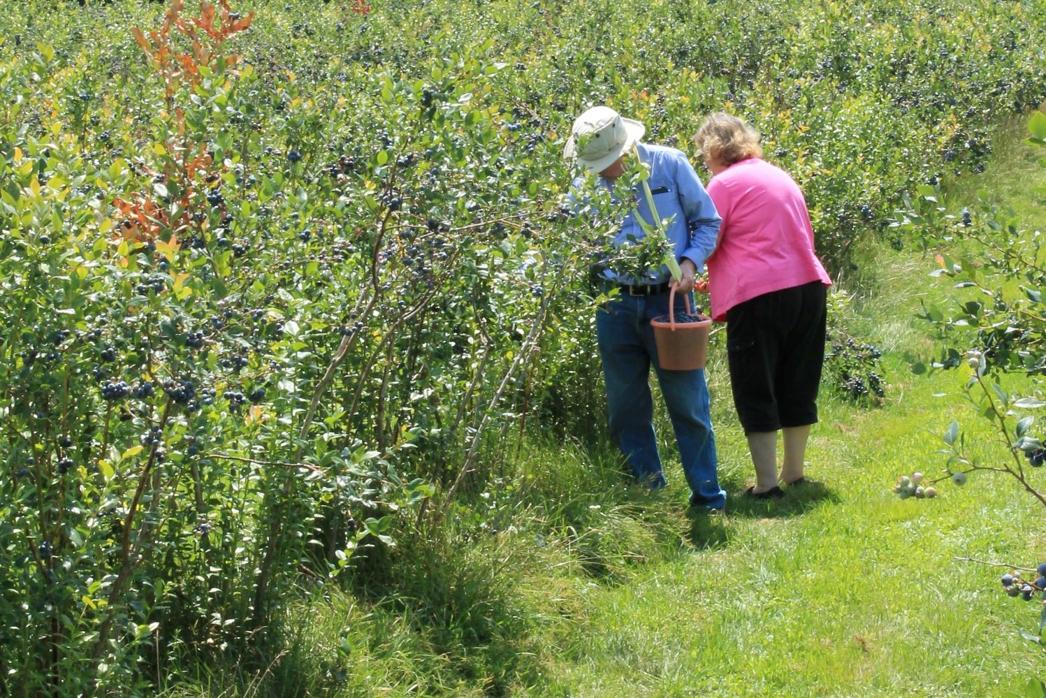 Picking blueberries at Burdick Blueberries