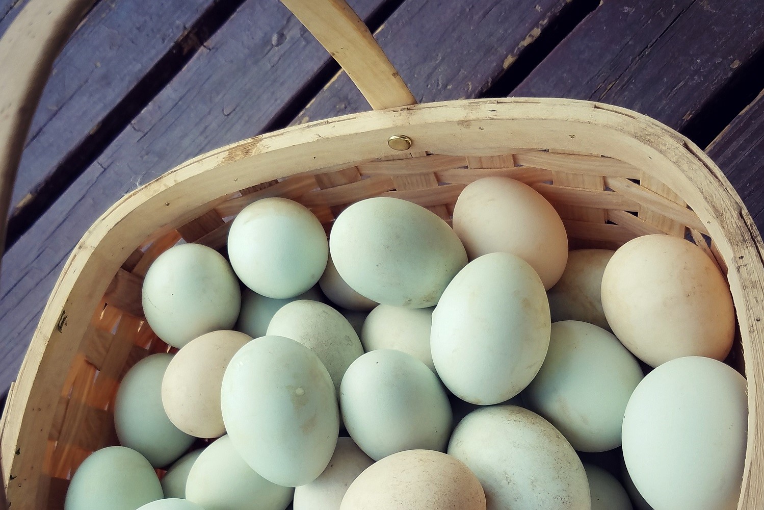 Eggs in springtime | Ballyhope Farm | Edible Western NY