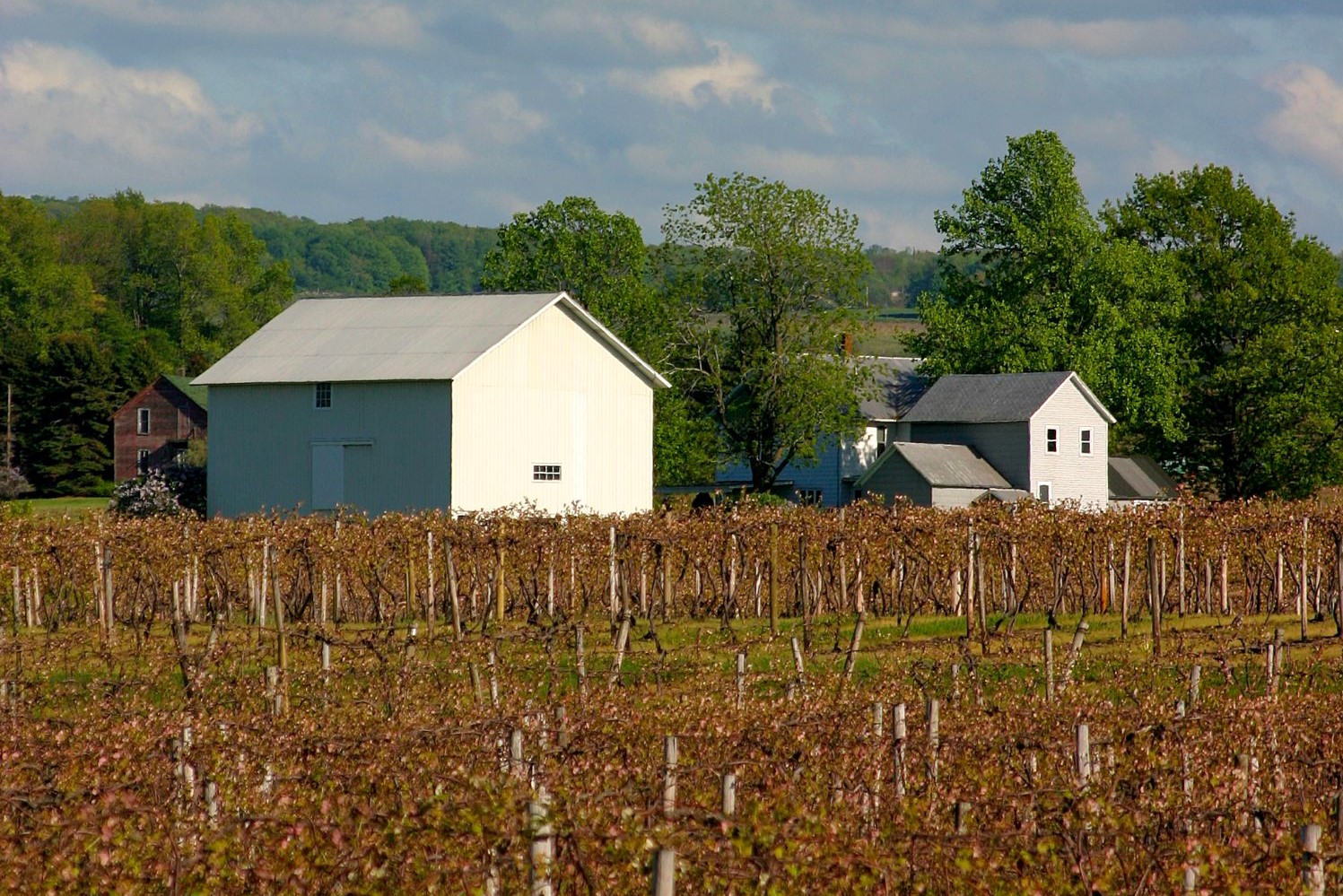 Farmhouse and vineyards in Western NY