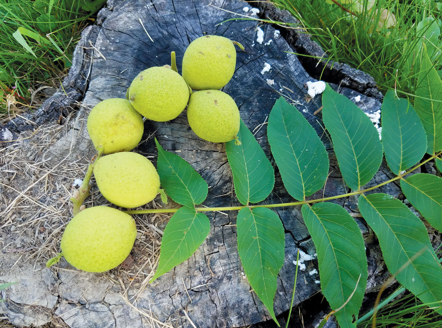 Black walnuts | Edible Western NY Fall 2018