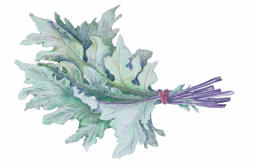 Bunch of kale illustration