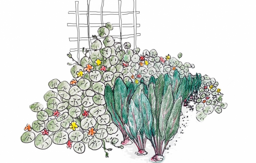 Nasturtiums and beets growing in the garden. Illustration by Jennifer Maffett.
