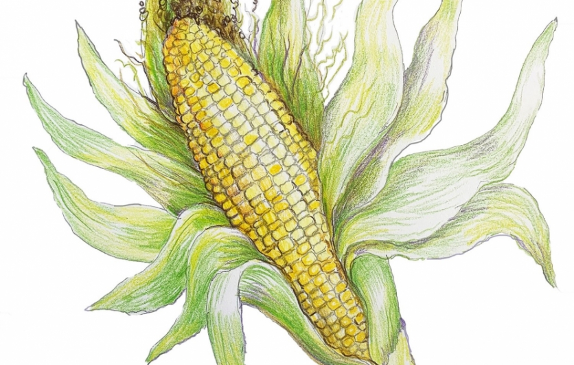 Freshly picked corn illustration