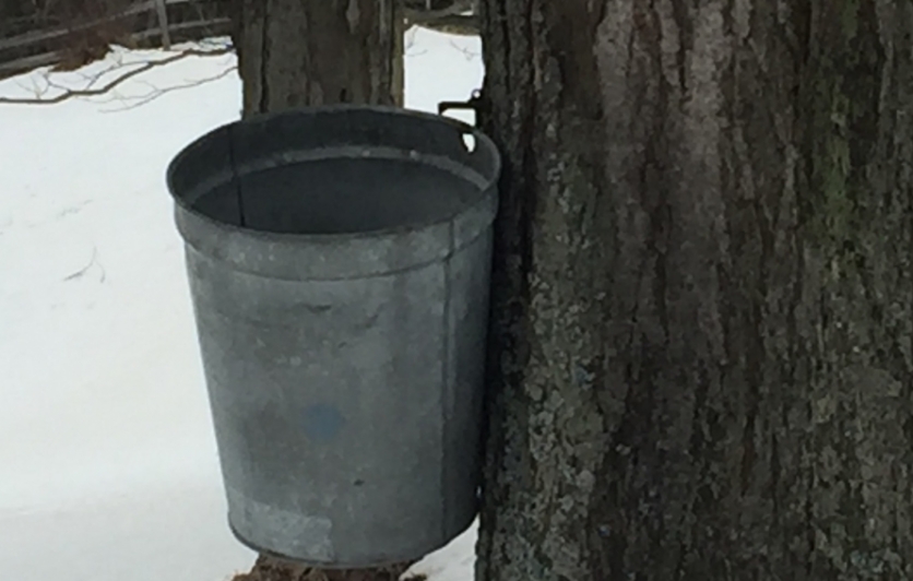 Tapping a maple tree in Western New York