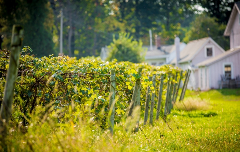 Vineyards in Lake Erie Wine Country | Edible Western NY