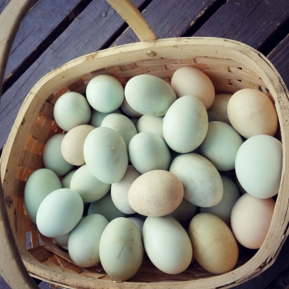 Duck eggs at Ballyhope Farm | Edible Western NY