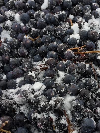 Chambourcin ice wine grapes at Johnson Estate Winery in Westfield, NY