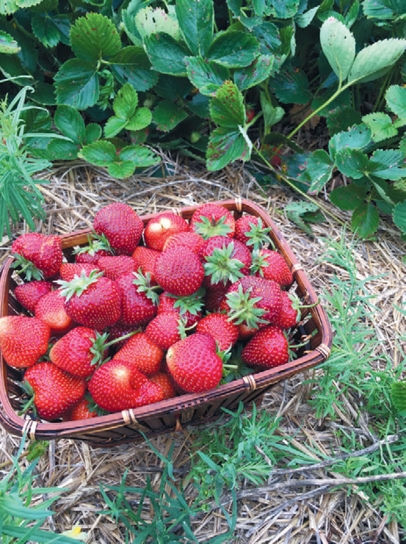 Fresh strawberries at Burley Berries & Blooms