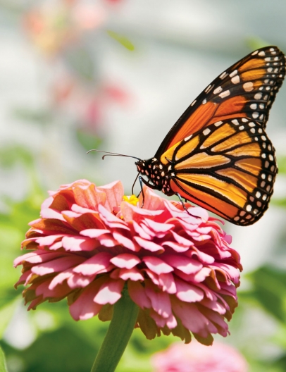 Monarch butterfly drawing nectar from flower