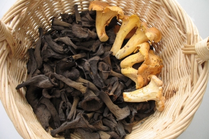 Freshly harvested black trumpets and smooth chanterelles