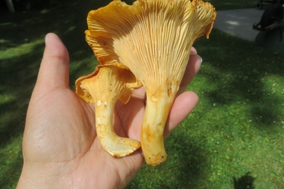 Comparison of smooth and golden chanterelles