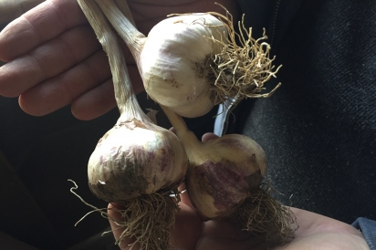 A cluster of organic garlic at Ribbon Road Farm