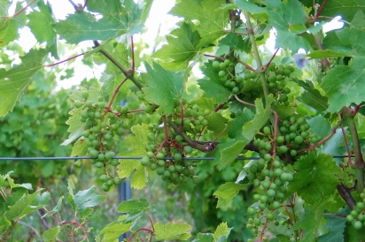 Grapes ripening on the vines at Arrowhead Spring Vineyards