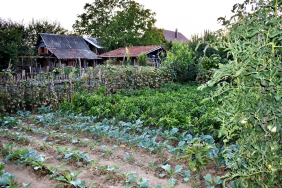 Garden plot in rural Serbia