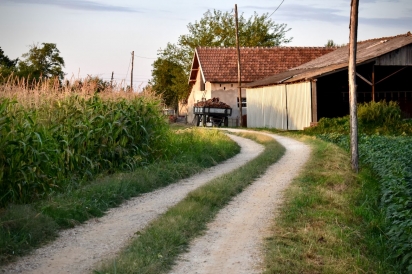 Road winding past cornfield and barn in rural Serbia