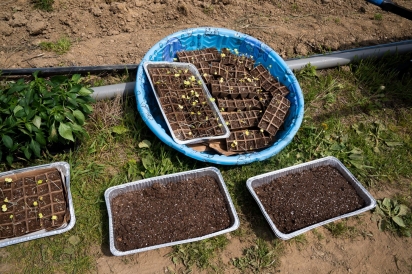 seedlings at the Providence Farm Collective