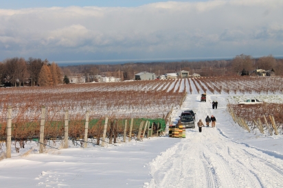 Winter vineyards at Johnson Estate Winery in Westfield, NY