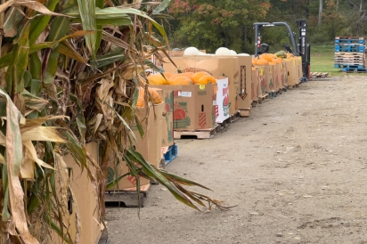 corn husks and pumpkins for sale at the Chautauqua Produce Auction