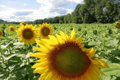 Field of sunflowers in Northwestern PA