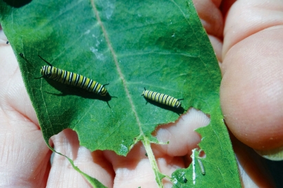 Monarch butterfly larva on milkweed plant