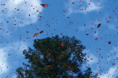 Migrating monarch butterflies