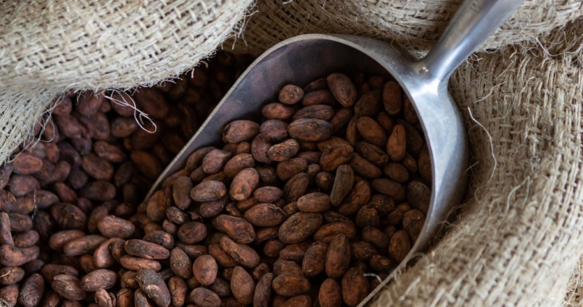 Dark Forest Chocolate Cocoa Beans