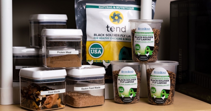 products generated from black soldier flies