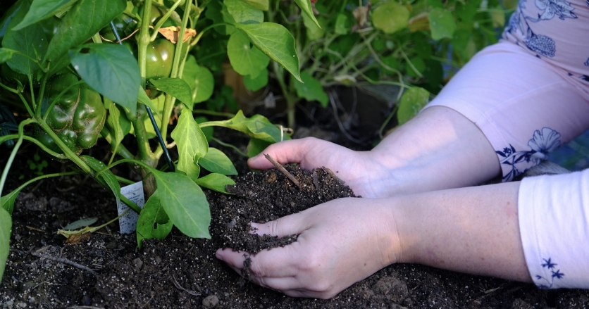 A handful of nutrient-rich soil