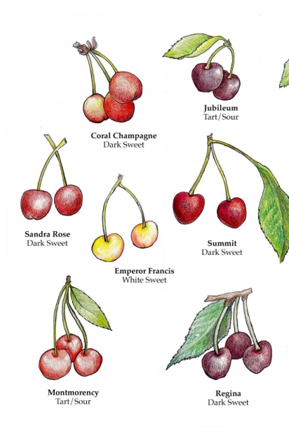 illustration of cherry varieties