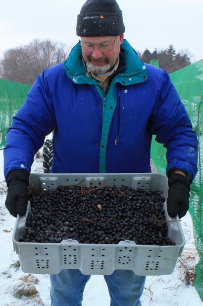 Fred Johnson, owner of Johnson Estate Winery, with recently harvested ice wine grapes