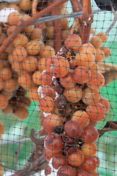 Vidal grapes left on the vine at Johnson Estate Winery in Westfield, NY