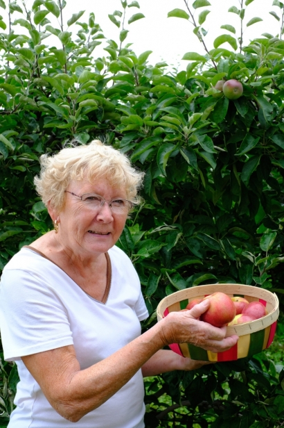 Jean Burch picks apples at Burch Farms in North East, PA