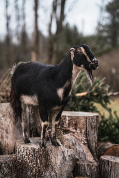 Emmett, a goat at Rowandale Farm, stands for a portrait.