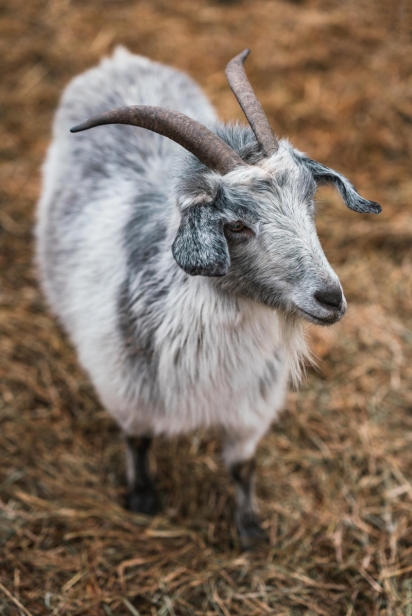 A goat named Misty