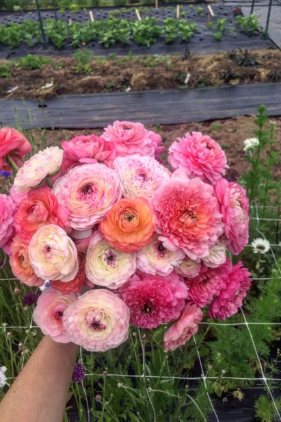 Spring ranunculus harvest | Heirloom Soul Florals