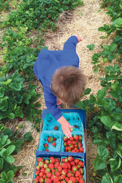 Strawberry picking at Burley Berries & Blooms