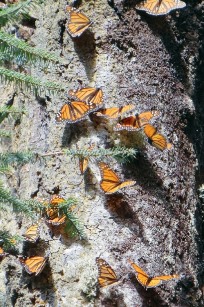 Migrating monarch butterflies resting on tree