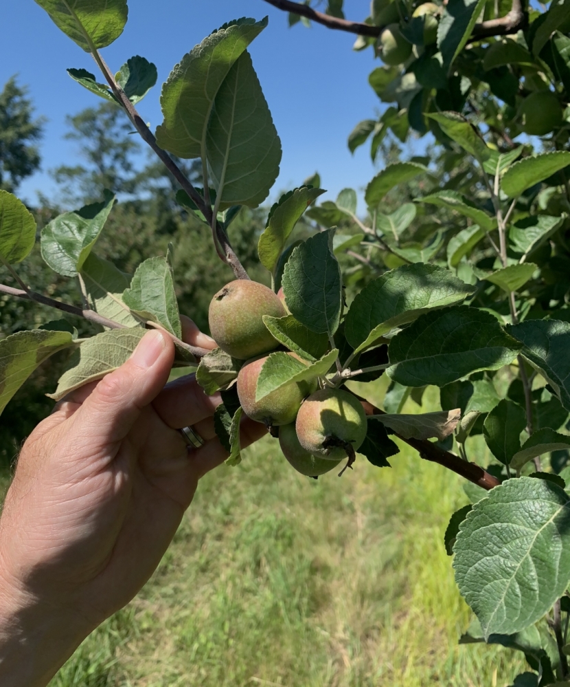 Heirloom apples on the tree at Donovan Orchards