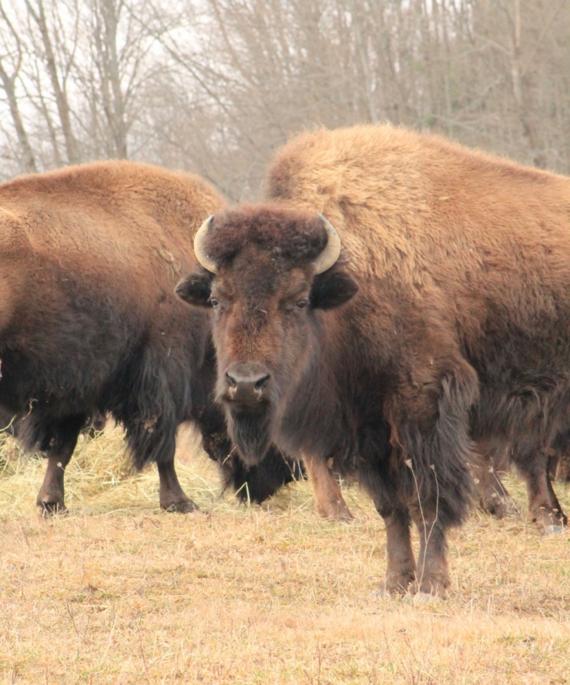 Maple Ridge Bison Ranch Bison