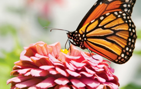 Monarch butterfly drawing nectar from flower