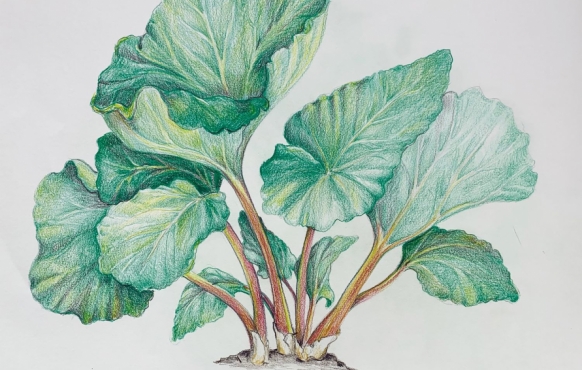 Rhubarb plant illustrated by Jennifer Maffett