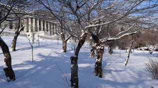 Cherry Trees in Winter at the Buffalo History Museum