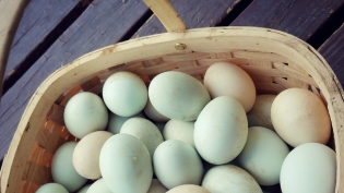 Eggs in springtime | Ballyhope Farm | Edible Western NY